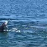 Tippy the golden retriever from South Whidbey went viral when she splashed around with a gray whale a few weeks ago. (Screenshot provided)