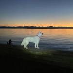 Tippy is an adventurous pup who loves swimming in the sea. (Photo provided)