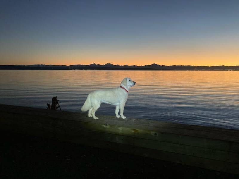 Tippy is an adventurous pup who loves swimming in the sea. (Photo provided)