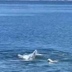 Tippy the golden retriever from South Whidbey went viral when she splashed around with a gray whale a few weeks ago. (Screenshot provided)