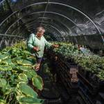 Melinda Creed waters the many plants she cares for at Moonstruck Gardens.