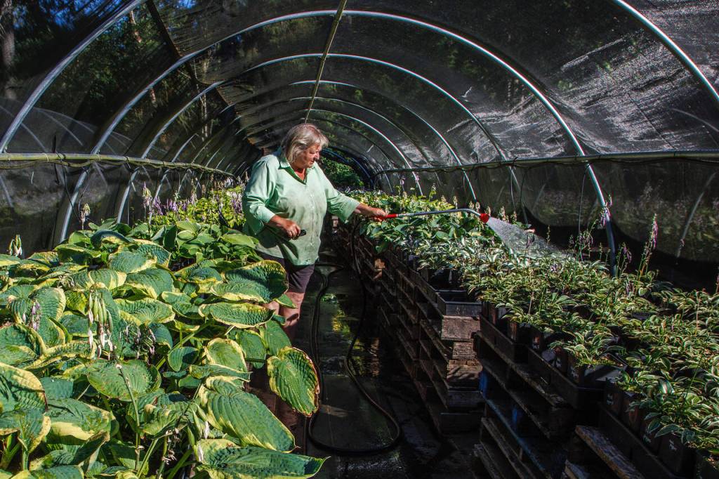 Melinda Creed waters the many plants she cares for at Moonstruck Gardens.