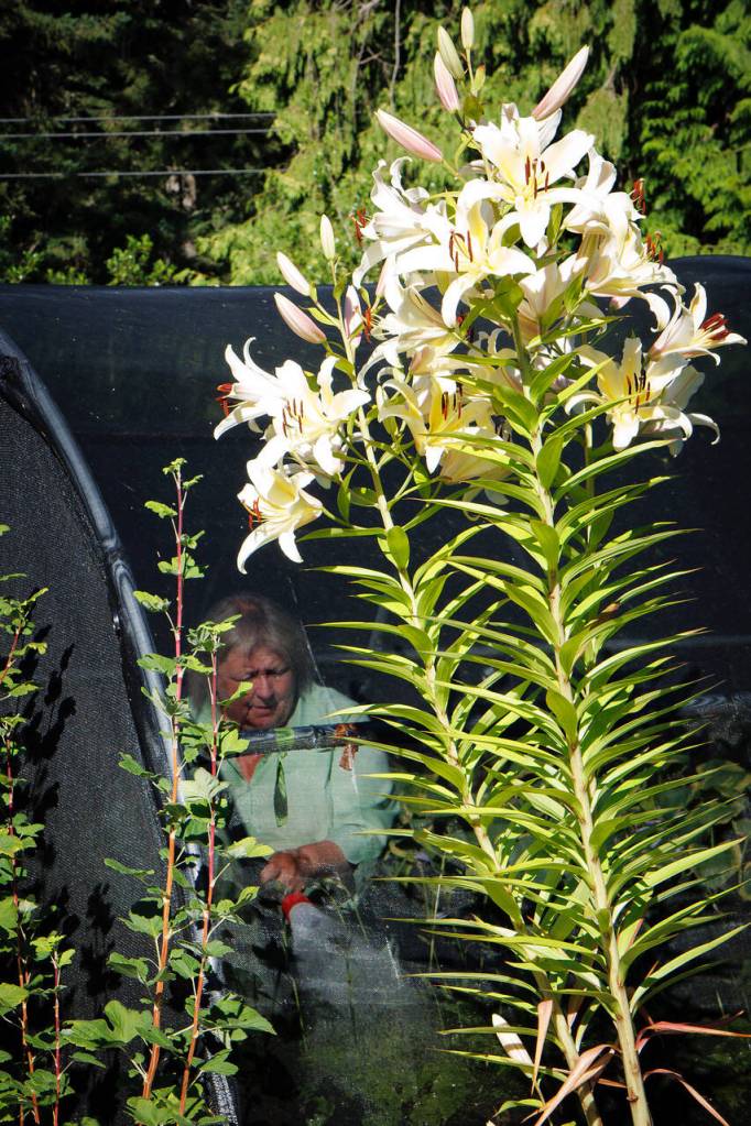Melinda Creed waters the many plants she cares for at Moonstruck Gardens.