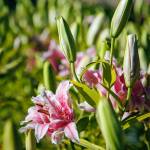 Moonstruck Gardens carries around 30 varieties of lilies that fill the air with their sweet scent during blooming season.