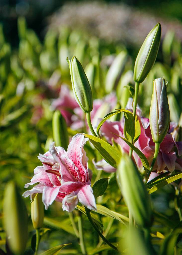 Moonstruck Gardens carries around 30 varieties of lilies that fill the air with their sweet scent during blooming season.