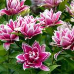 Moonstruck Gardens carries around 30 varieties of lilies that fill the air with their sweet scent during blooming season.