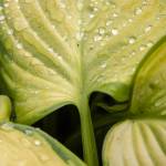 Moonstruck Gardens sells more than 200 kinds of hostas. Owner Melinda Creed said she is always looking for new and interesting varieties to add to the inventory.