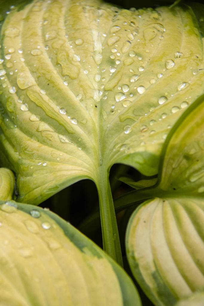 Moonstruck Gardens sells more than 200 kinds of hostas. Owner Melinda Creed said she is always looking for new and interesting varieties to add to the inventory.