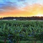 Mutiny Bay Blues is an organic blueberry farm in Freeland. The farm is hosting Oktoberfest on Sept. 24 and 25 as par of Eat Local Month. (Photo provided)
