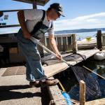 Dan Cooper fishes live herring out of his holding pond with a net at Possession Point Bait Co., a bait store on the Clinton shore started in the 1960s by his parents. Cooper catches the herring that he sells for $7 a dozen. (Olivia Vanni / The Herald)