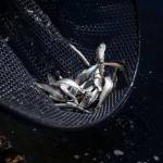 Live herring at Possession Point Bait Co. in Clinton. (Olivia Vanni / The Herald)