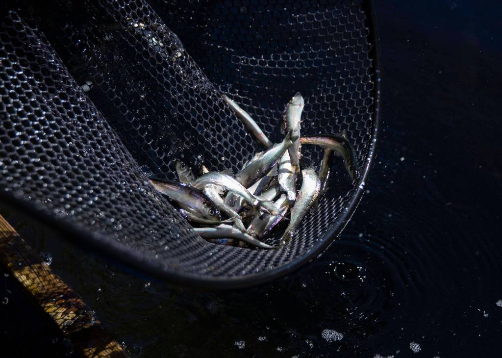 Live herring at Possession Point Bait Co. in Clinton. (Olivia Vanni / The Herald)