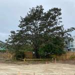 Photo provided
A Garry oak tree on Ely street that was damaged by construction in August 2022.