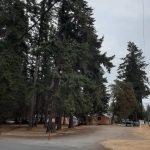 Photo provided by Scott Chaplin
A number of towering Douglas fir trees occupy the Langley lot where a South Whidbey resident is proposing a city park should exist.