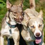 Trek runs with his sister Tundra at Jacque Kings ranch. Jacque adopted the dogs brother Tanto, and the dogs get together to play now and then