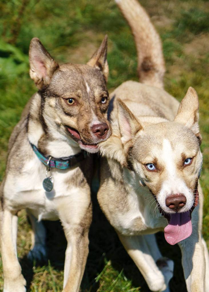 Trek runs with his sister Tundra at Jacque Kings ranch. Jacque adopted the dogs brother Tanto, and the dogs get together to play now and then