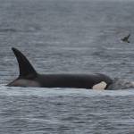 Photo by Jim Pasola/Orca Network