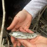Photo provided
Juvenile salmon, such as the one pictured above, cannot currently pass through existing culverts near Race Lagoon, barring them from entering this critical habitat.