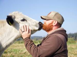 Photo by Rachel Rosen/Whidbey News-Times
Moo is a steer who has become part of the family. Bells Farm owner Kyle Flack said he is the ambassador animal for the farm.