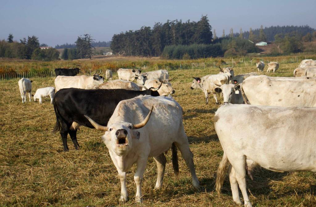 Photo by Rachel Rosen/Whidbey News-Times
All Ancient White Park Cattle have horns and almost all are completely white.