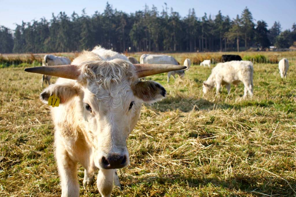 Photo by Rachel Rosen/Whidbey News-Times
All Ancient White Park Cattle have horns and almost all are completely white.