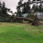 Photo by Steven Horton
A 100-foot Douglas Fir was completely uprooted near Useless Bay during intense winds Nov. 5.