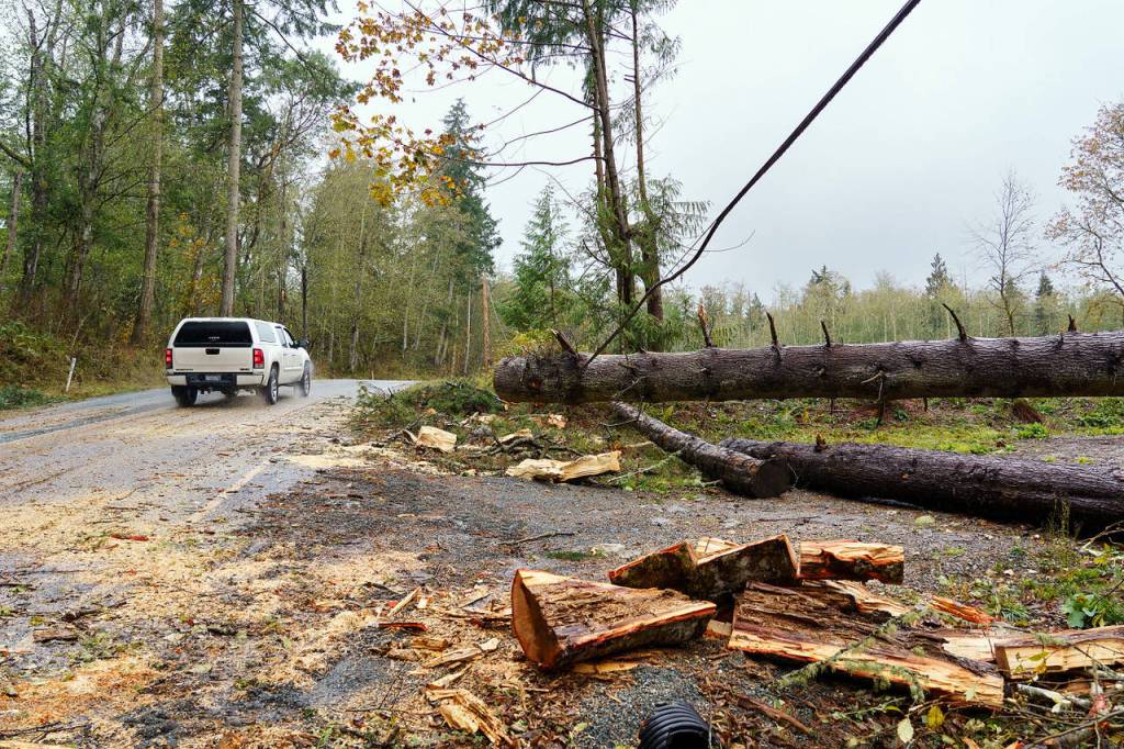 Photo by David Welton
Trees felled by this weekends strong winds make for difficult driving conditions on the South End.