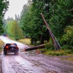 Photo by David Welton
Trees felled by this weekends strong winds make for difficult driving conditions on the South End.