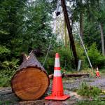 Photo by David Welton
Trees felled by this weekends strong winds make for difficult driving conditions on the South End.