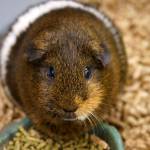 A guinea pig.