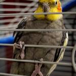 A cockatiel.