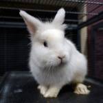 A rabbit.