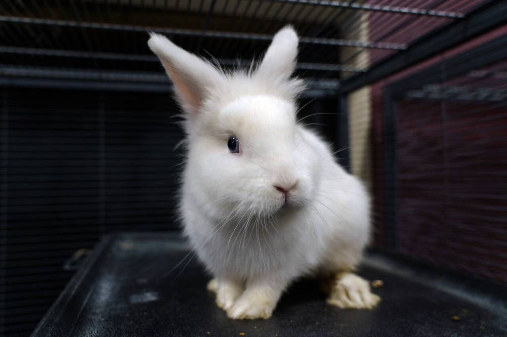 A rabbit.
