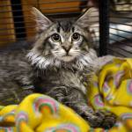A cat awaits adoption.