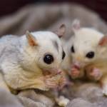 A pair of sugar gliders.