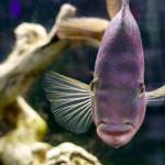 Photos by David Welton
A fish peers out of its tank.