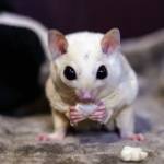 A sugar glider munches on a treat.