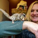 Photos by David Welton
Debbie Wilkie with a sugar glider perched on her arm. A diverse variety of animals call Critters and Co. Pet Center home.