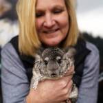 Debbie Wilkie with a chinchilla.