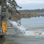 Photo by Jessie Stensland
Fish and Wildlife officials spill a stream of fish into Cranberry Lake.