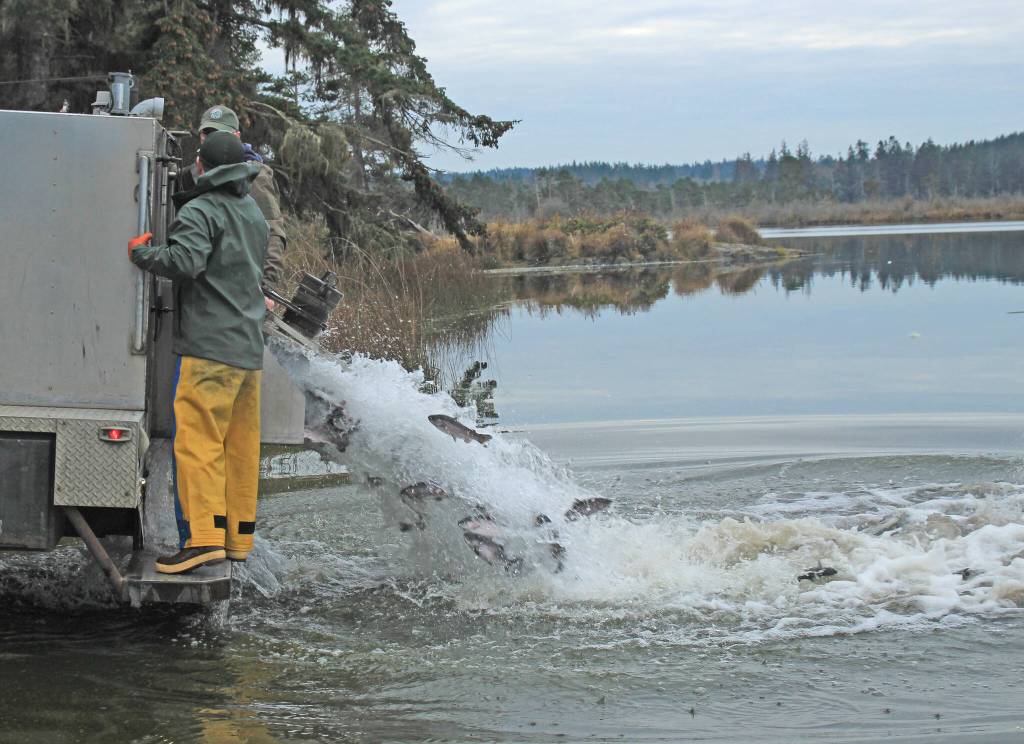 Photo by Jessie Stensland
Fish and Wildlife officials spill a stream of fish into Cranberry Lake.