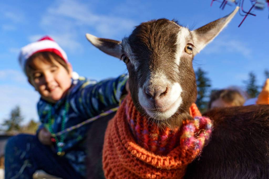 Photo by David Welton
4-H goats were a popular entry in the parade in Langley this year.