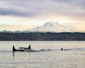 Photo by Marla Smith at Pt. Robinson, shared with Quiet Sound by Orca Network