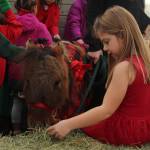 Photo by Karina Andrew/Whidbey News-Times
First grader Ava Carvalho offers a miniature pony some hay. On Friday, Oak Harbor Christian School brought in three friendly ponies, decked out in their Christmas best, for the children to meet during the school day.