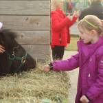 Photo by Karina Andrew/Whidbey News-Times
Millie Gruwell, a first grader at Oak Harbor Christian School, feeds a miniature pony Dec. 16. On Friday, the school brought in three friendly ponies, decked out in their Christmas best, for the children to meet during the school day.