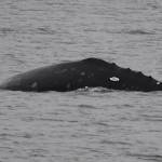 Photo by Marilyn Armbruster/Orca Network Orca Network volunteer Marilyn Armbruster took this photo of Little Patchs signature left side on Jan. 9, 2021.