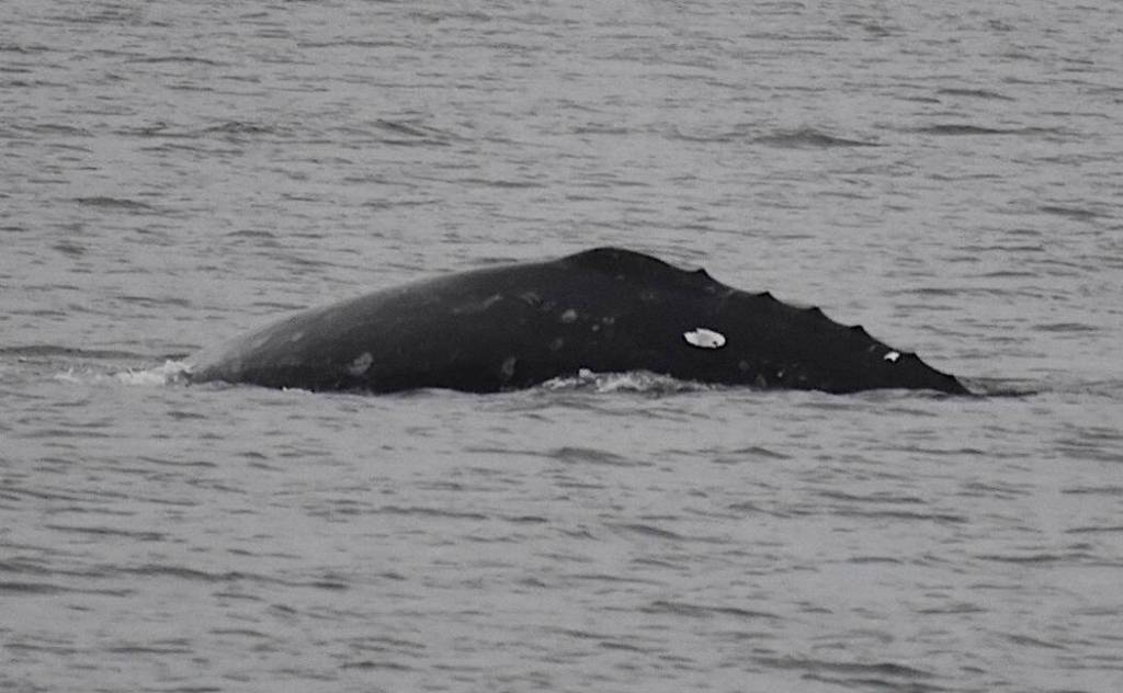 Photo by Marilyn Armbruster/Orca Network Orca Network volunteer Marilyn Armbruster took this photo of Little Patchs signature left side on Jan. 9, 2021.