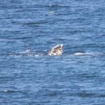 Photo by Rachel Haight/Orca Network Orca Network Whale Sighting Network staff member Rachel Haight photographed the tip of Little Patchs fluke Dec. 12 near Sandy Point, confirming his arrival in the area.