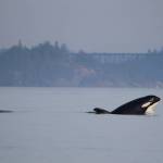 J41 Eclipse, right, surfaces near Deception Pass. J22 Oreo is behind her. (Photo by Orca Network)