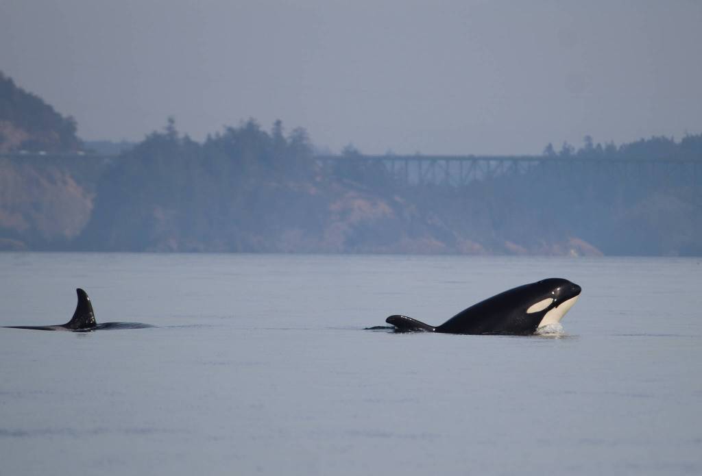 J41 Eclipse, right, surfaces near Deception Pass. J22 Oreo is behind her. (Photo by Orca Network)